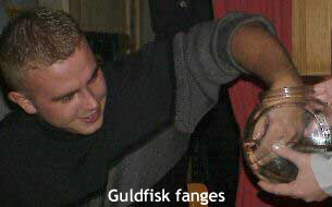 Guldfisk fanges