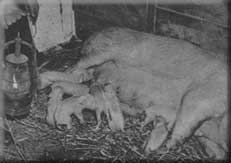 Krosoen med nyfdte grise