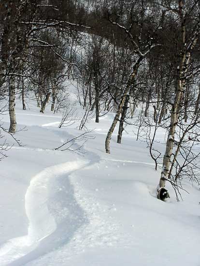 Masser af urrt sne mellem  birketrerne